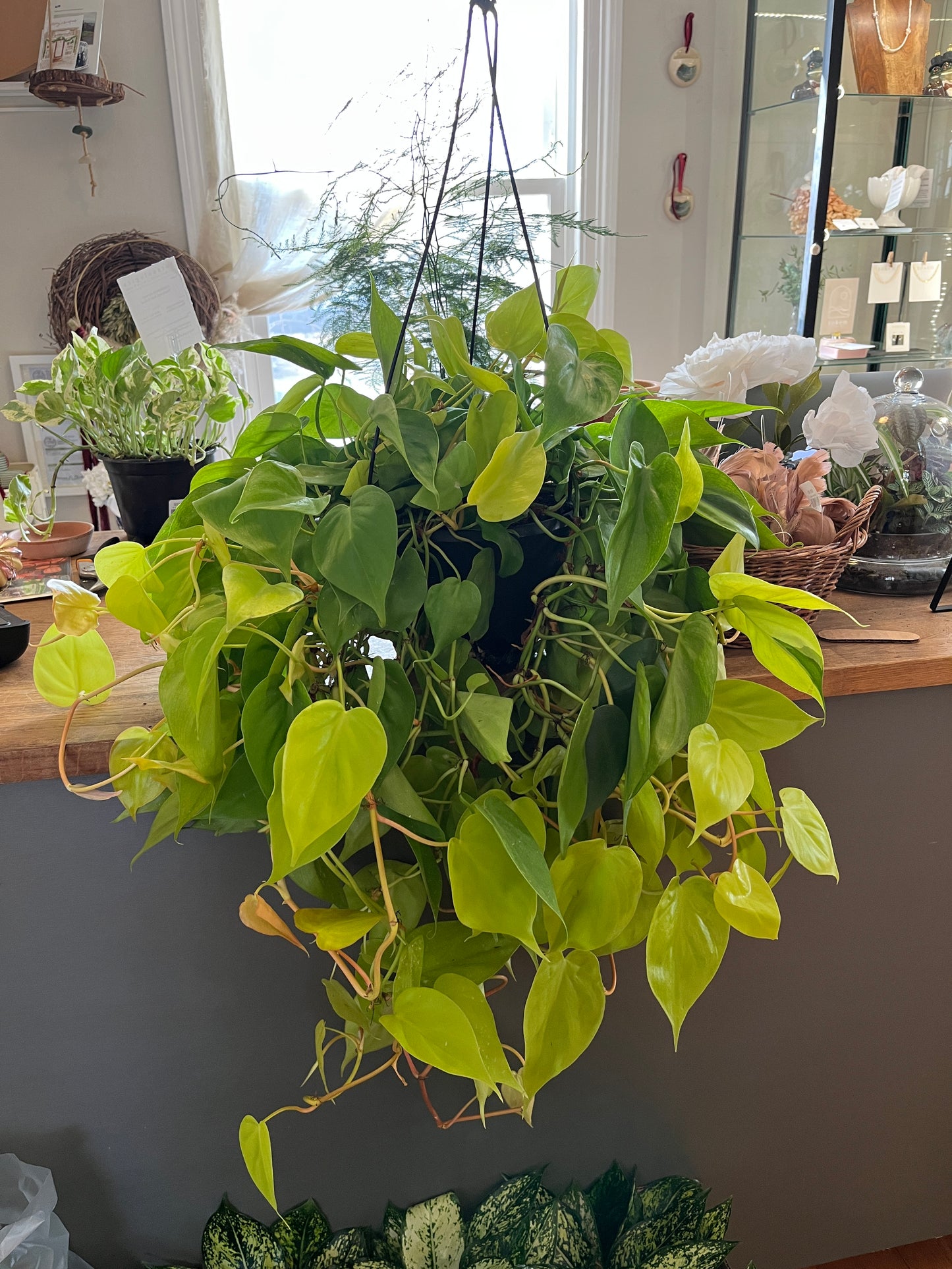 HB 8" Philodendron - Lemon Cordatum