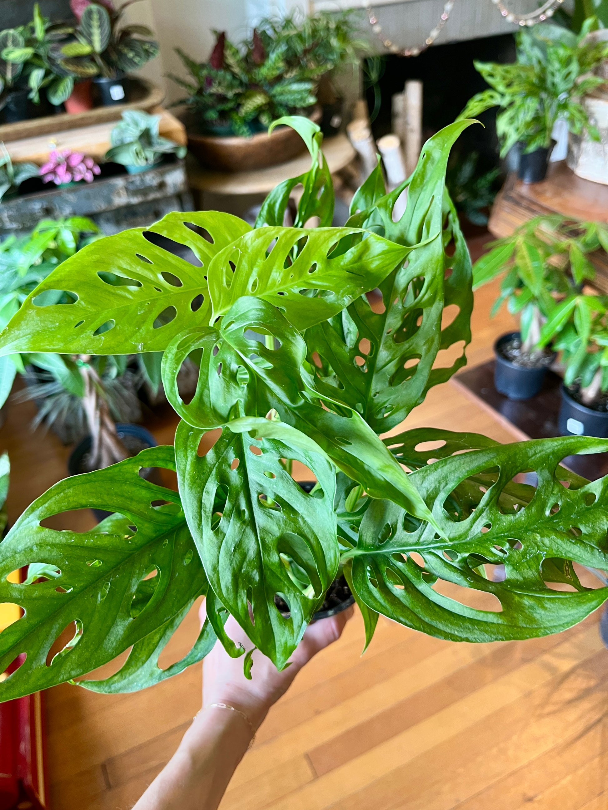 philo swiss cheese plant 4" Philodendron Swiss Cheese – Botanologica