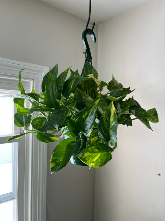 HB 8" Golden Pothos