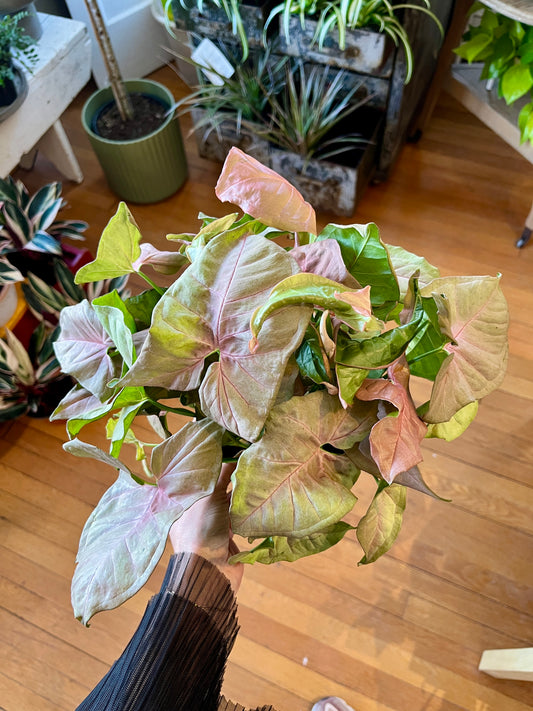 6" Nephthytis - Syngonium Neon (Pink)