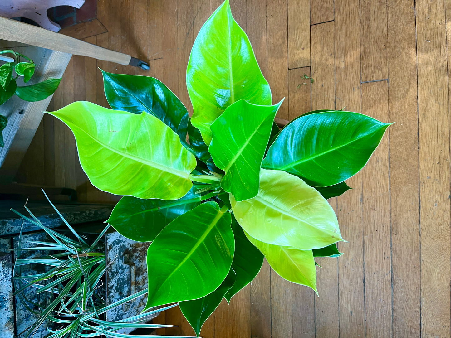 8" Philodendron - Moonlight