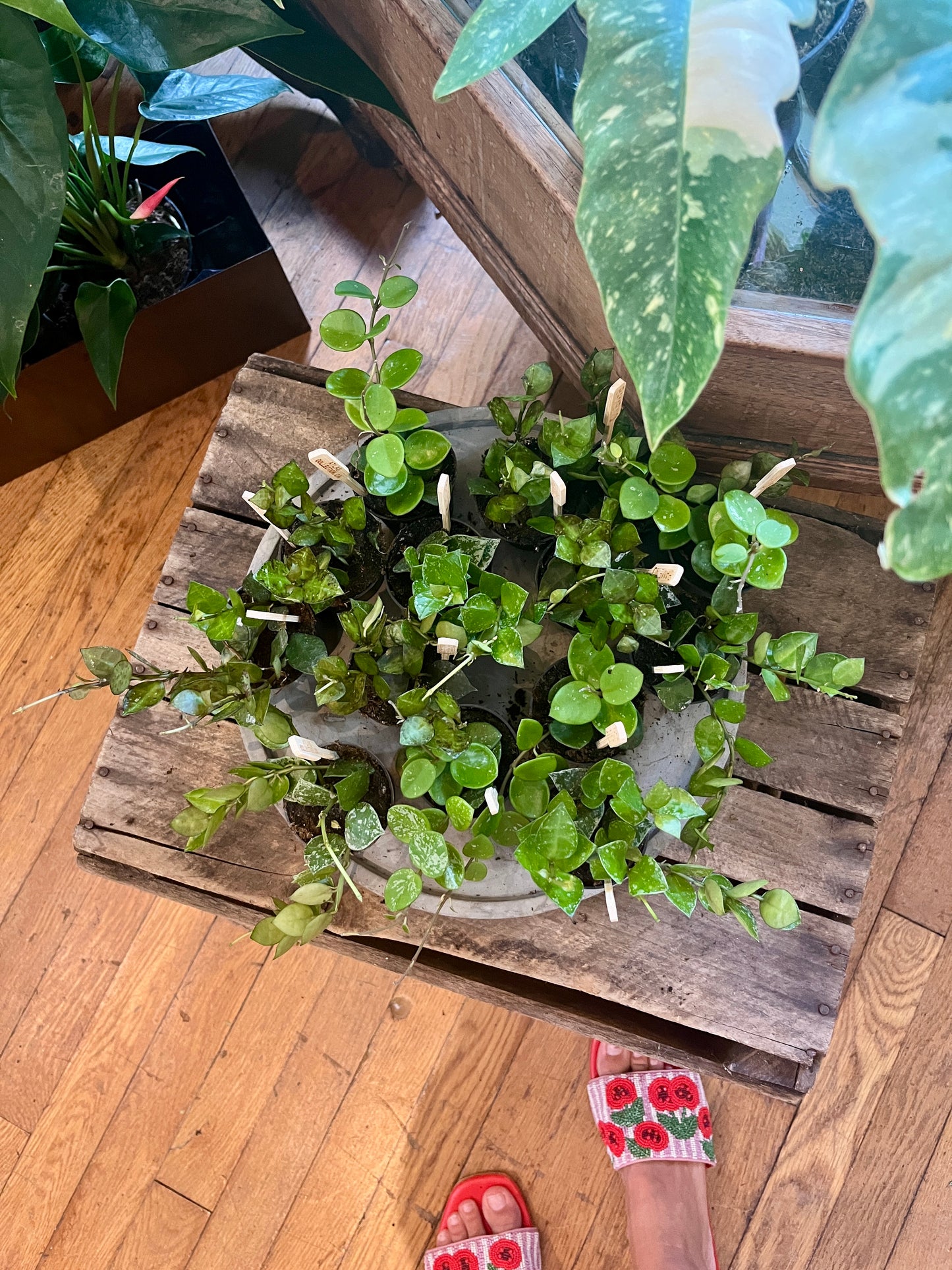 2.5" Hoya Assorted