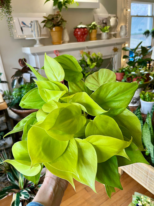 6" Philodendron - Lemon Cordatum