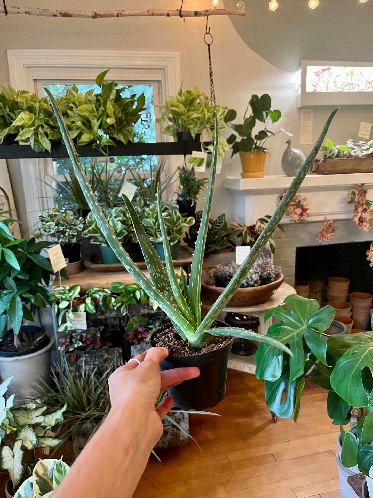 Aloe Vera Barbadensis, in 4" grower's pot