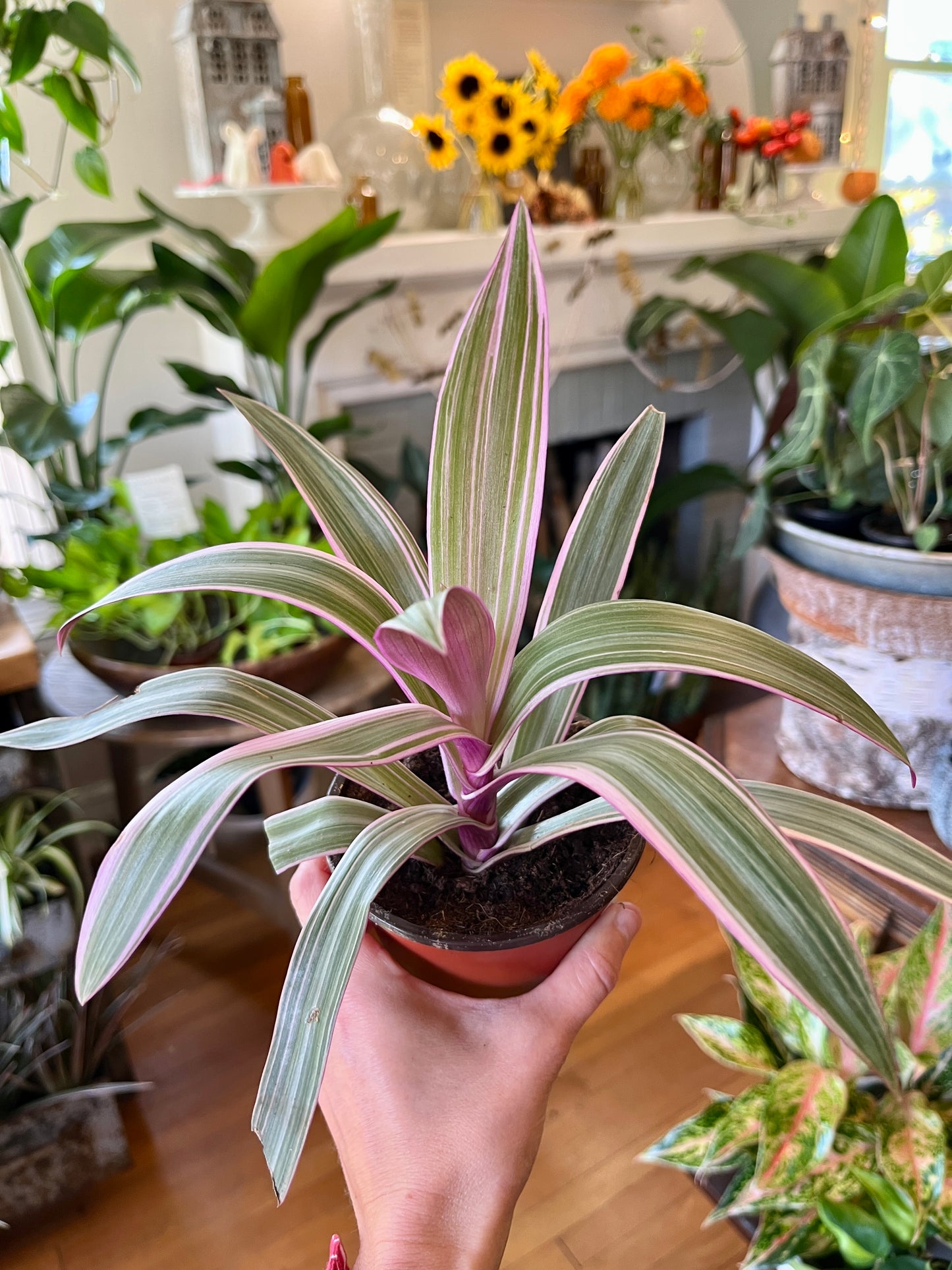 4" Rhoeo Spathacea - Rhoeo 'Tri-Color'