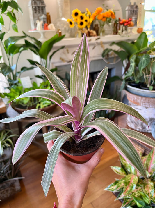 4" Rhoeo Spathacea - Rhoeo 'Tri-Color'