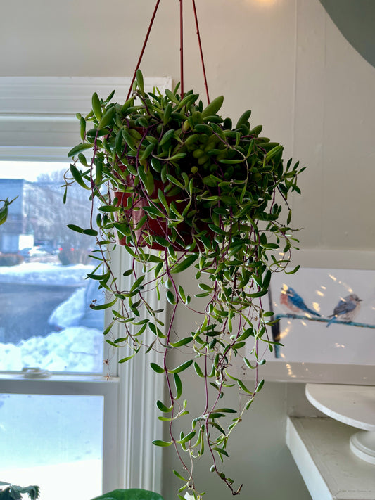 HB 6" Othonna Capensis "Ruby Necklace"