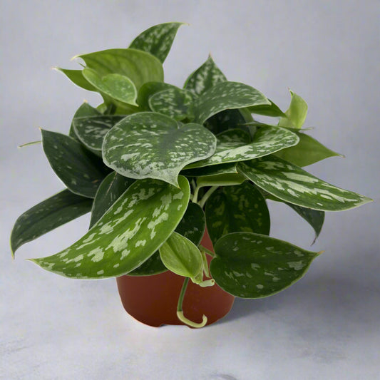 Scindapsus 'Silver Satin', in 6" grower's pot