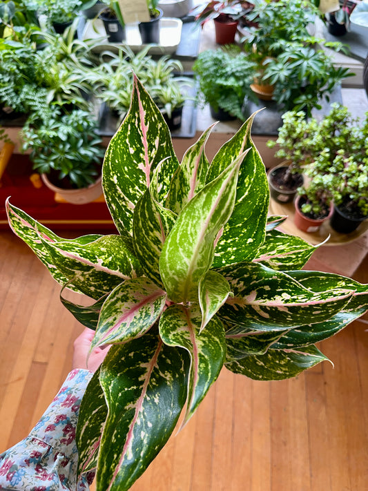 5" Aglaonema - Dazzling Gem