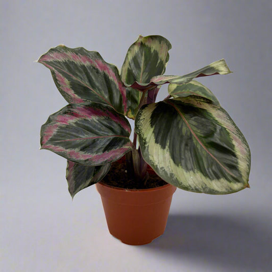 Calathea, 4” grower’s pot