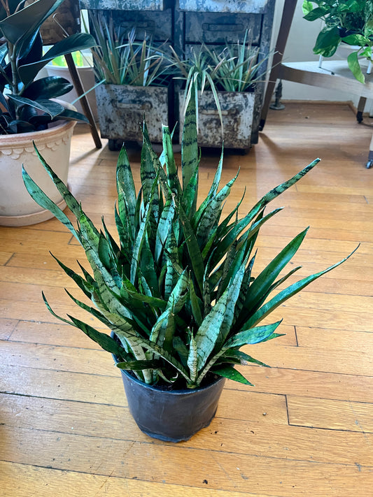 8" Sanseveria - Silver Streak