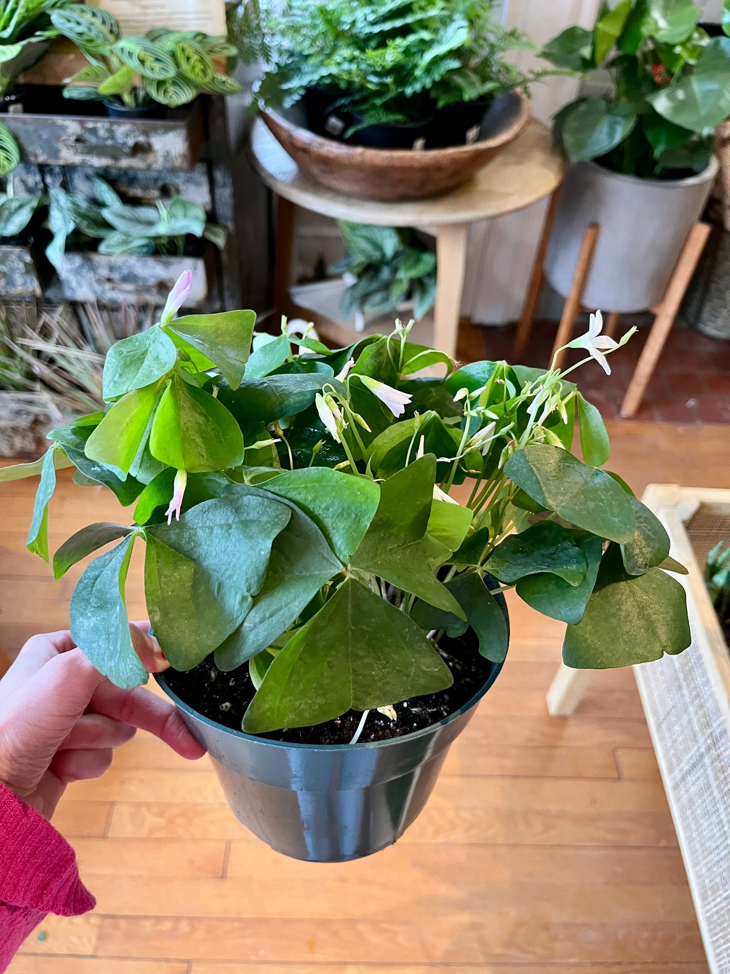 6" Green Oxalis