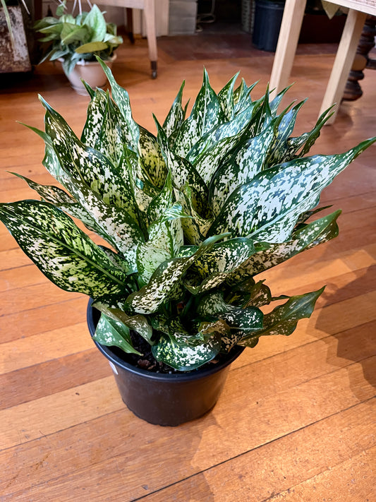 8" Aglaonema - Osaka/Spring Snow