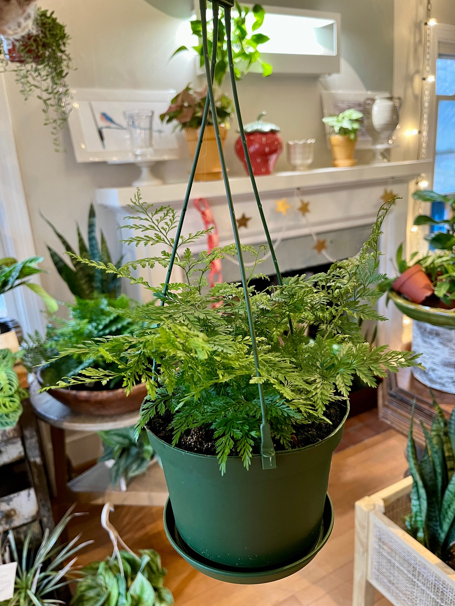 6" HB Rabbit Foot Fern