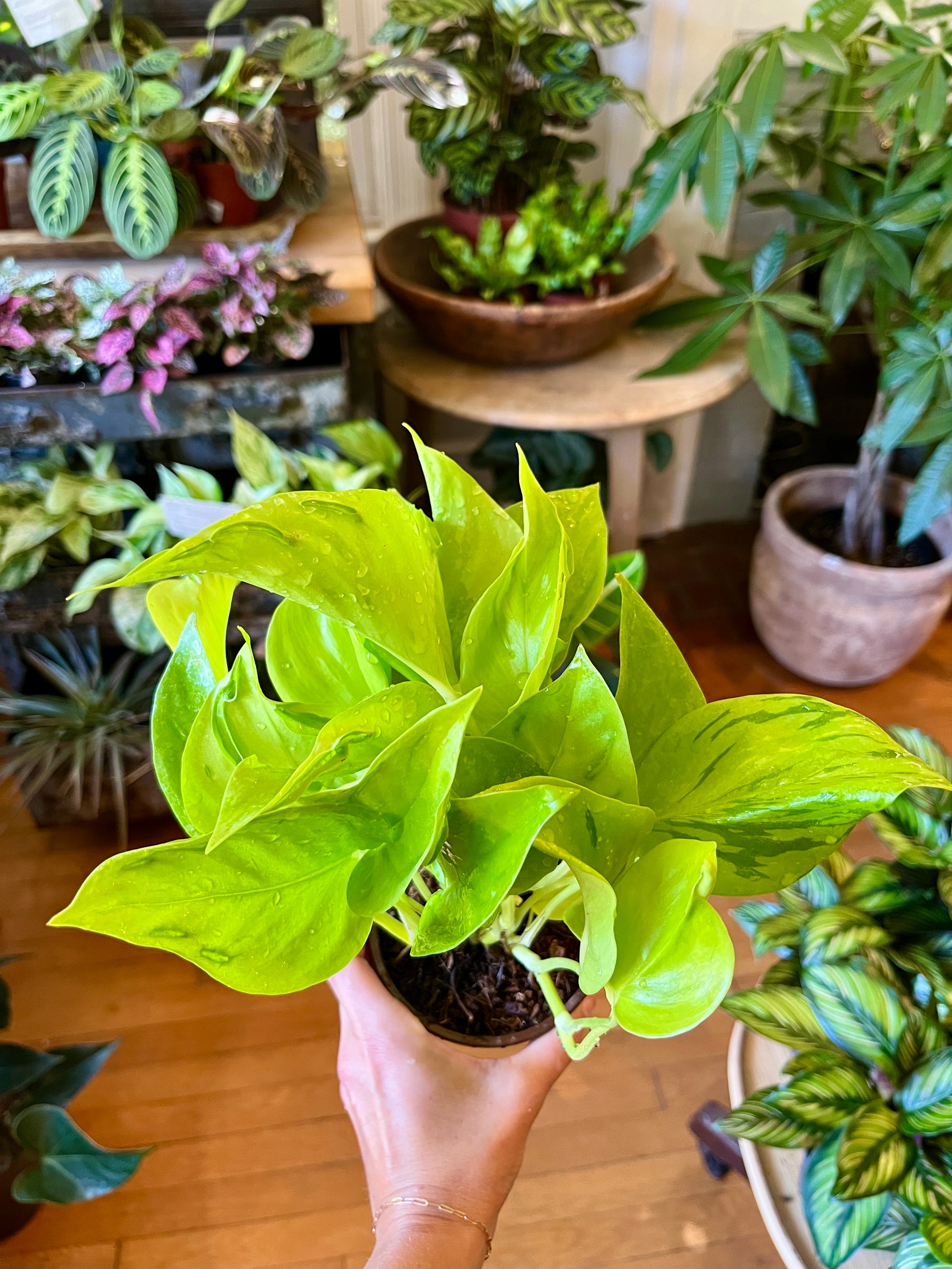 pothos sp 4" São Paulo Pothos – Botanologica