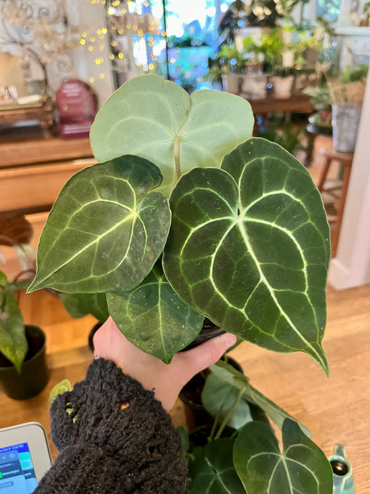 4" Anthurium - Clarinervium