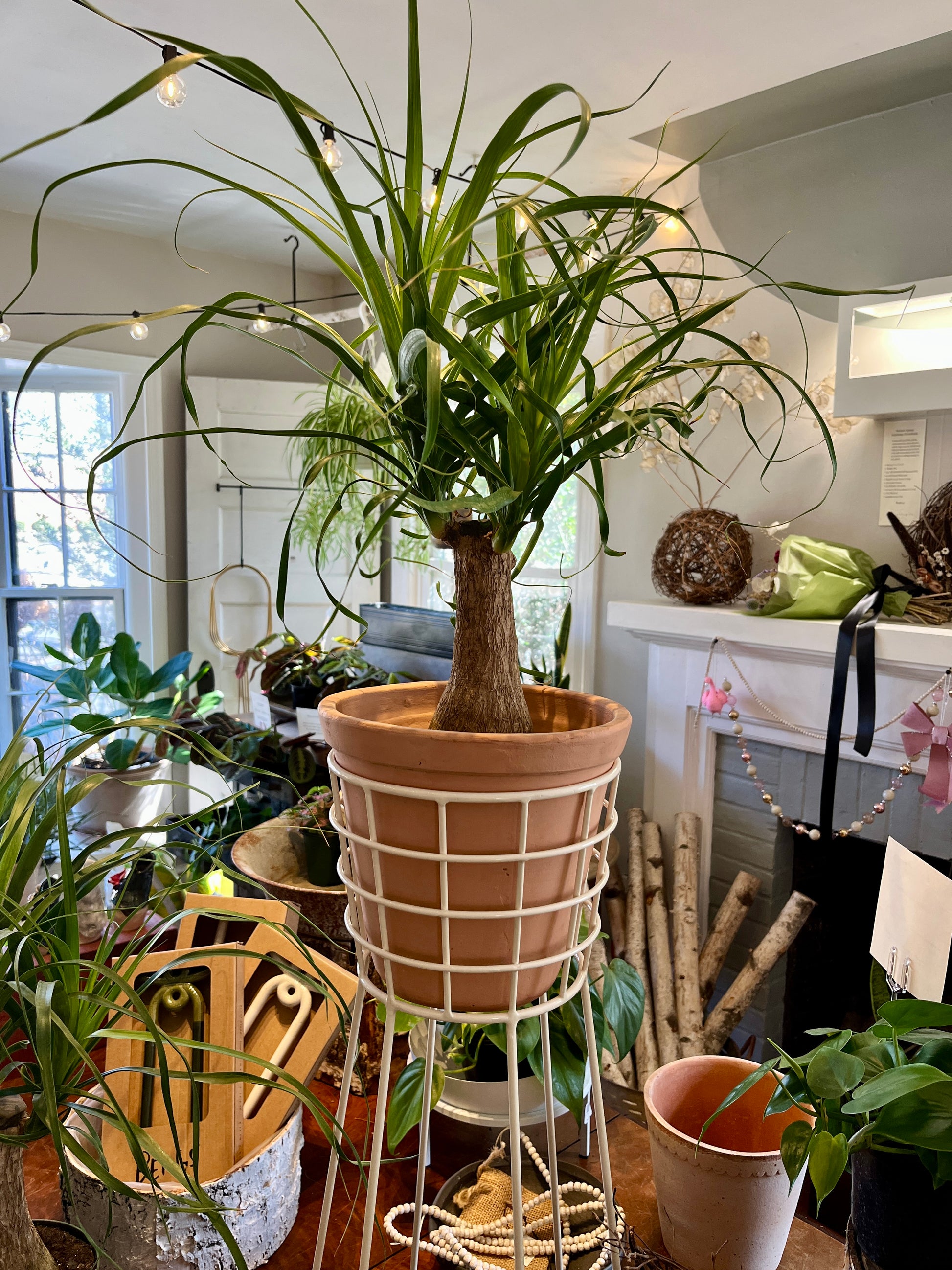pot for ponytail palm Ponytail Palm in 6" grower's pot – Botanologica