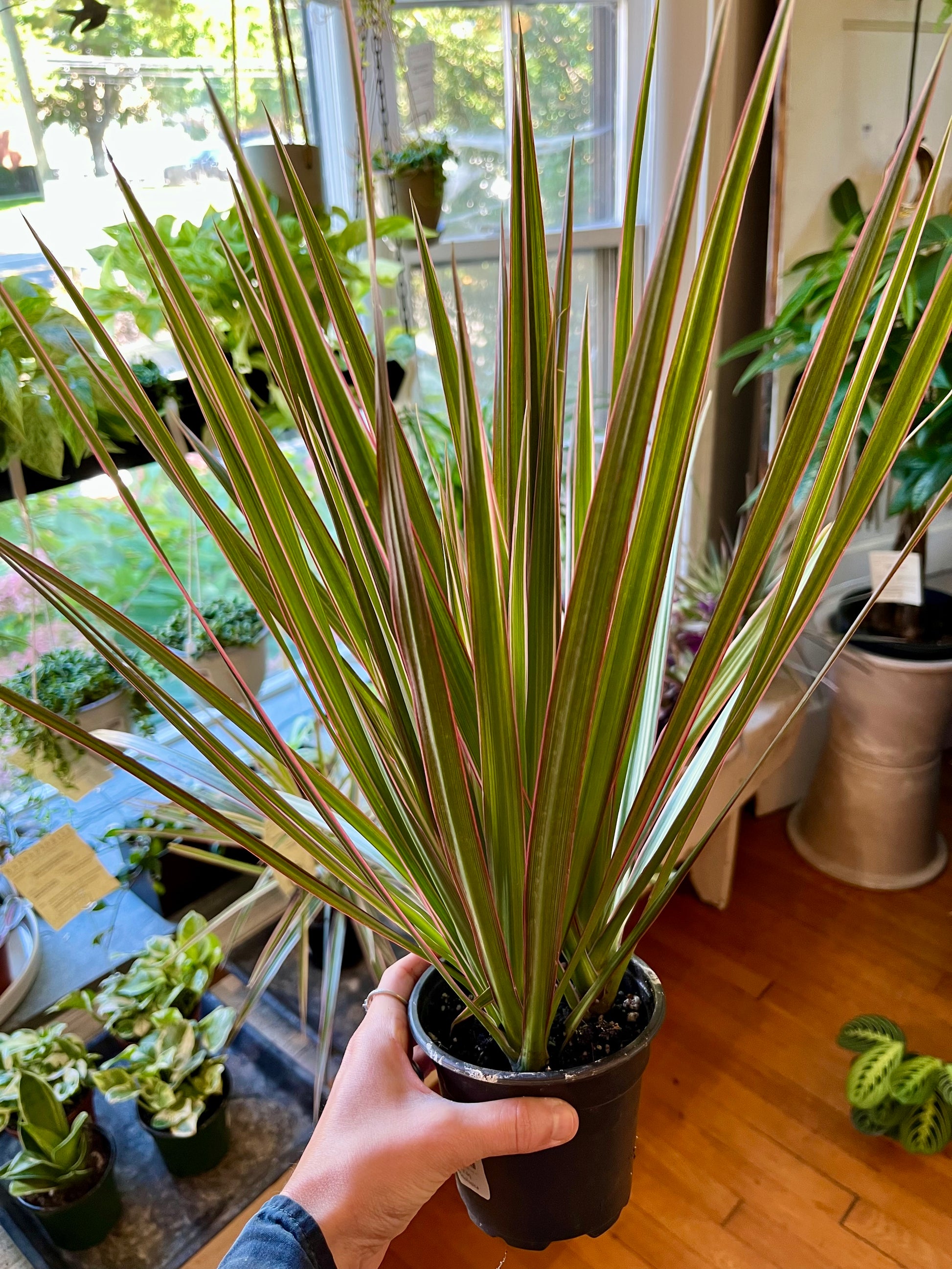 dracaena plant pot Dracaena marginata, Bicolor 4" growers pot – Botanologica