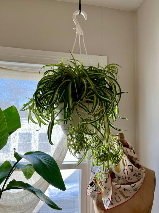 HB 8" Chlorophytum - Spider Plant - Bonnie