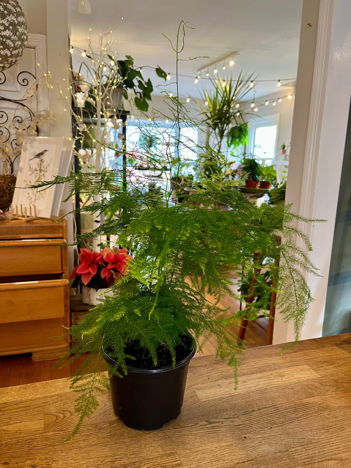 6" Fern Asparagus Seatceus 'Plumosa'