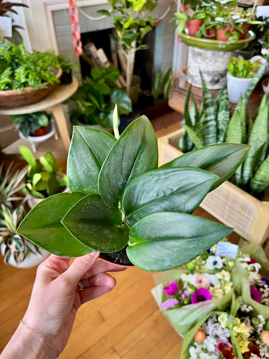 4" Scindapsus - Treubii "Moonlight"