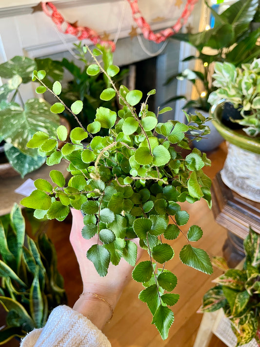 4" Button Fern