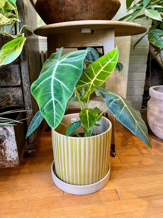 17cm Alocasia Frydek