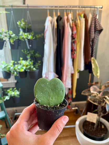 2" Hoya - Kerrii 'Heart'