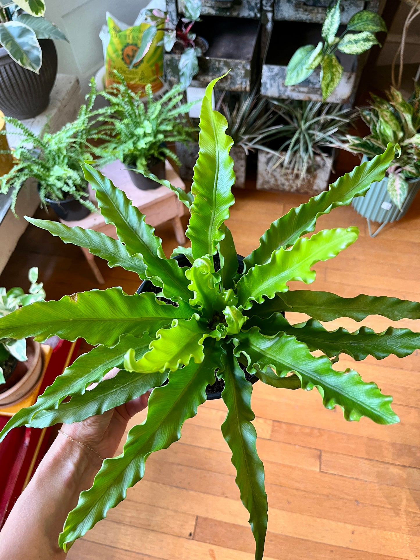 6" Fern - Birdsnest 'Victoria'