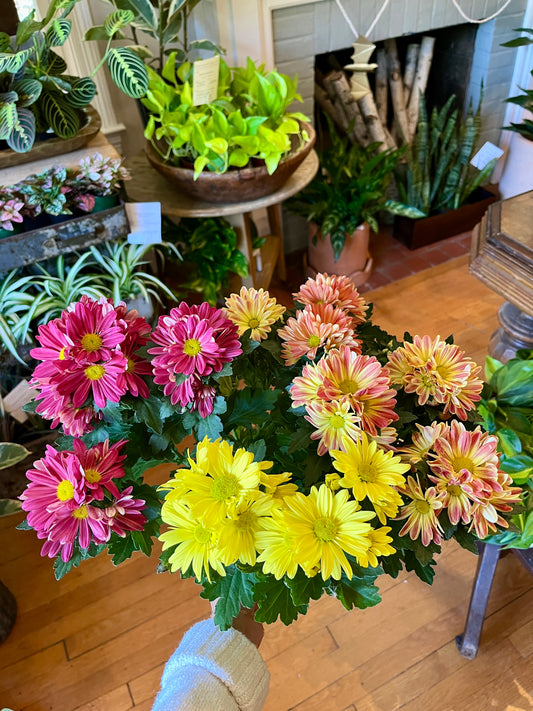 6" Assorted Mum
