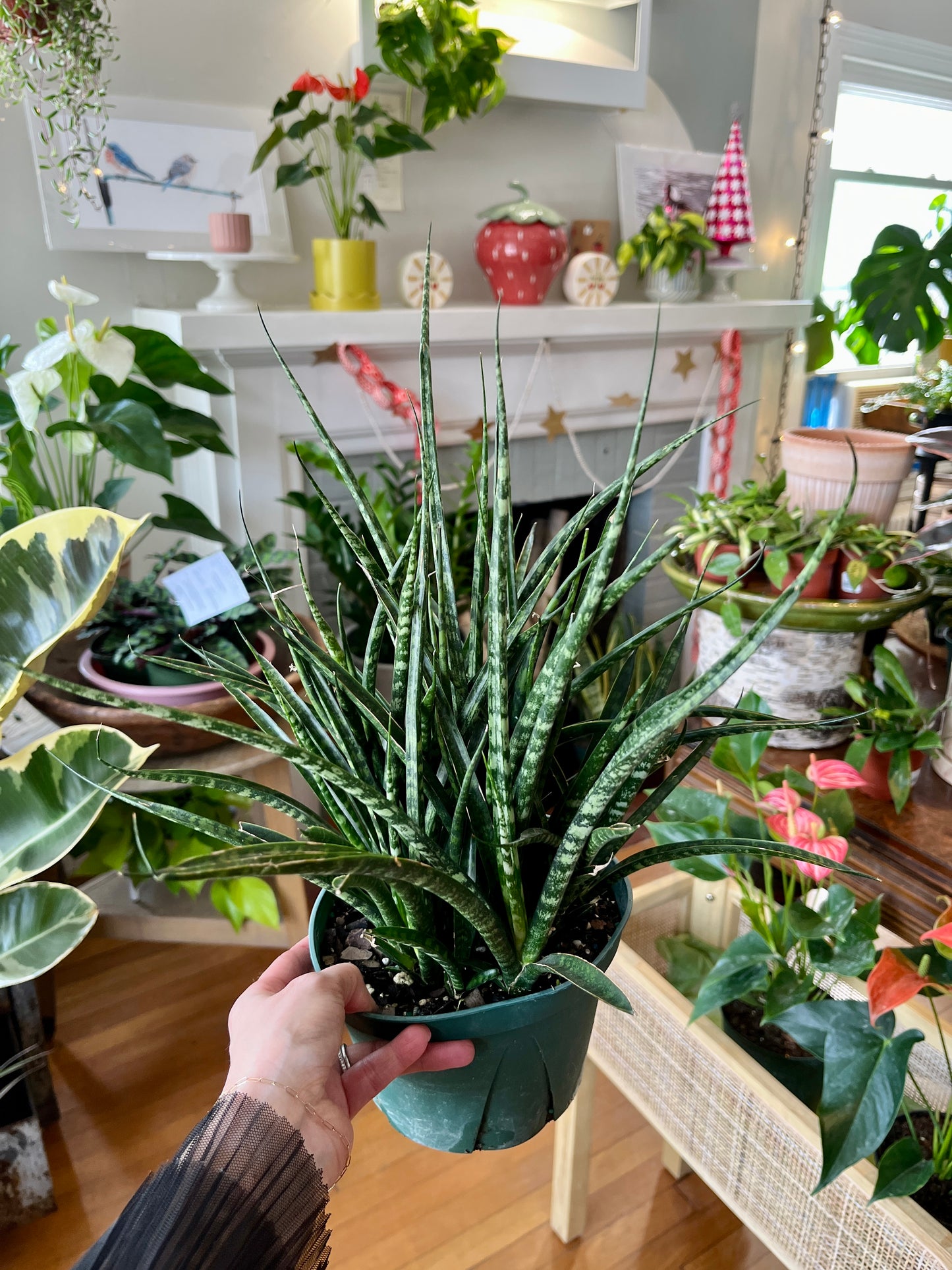 Sansevieria 'Fernwood', 6" grower's pot