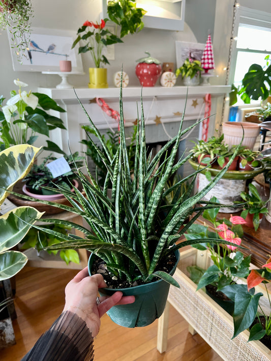 Sansevieria 'Fernwood', 6" grower's pot