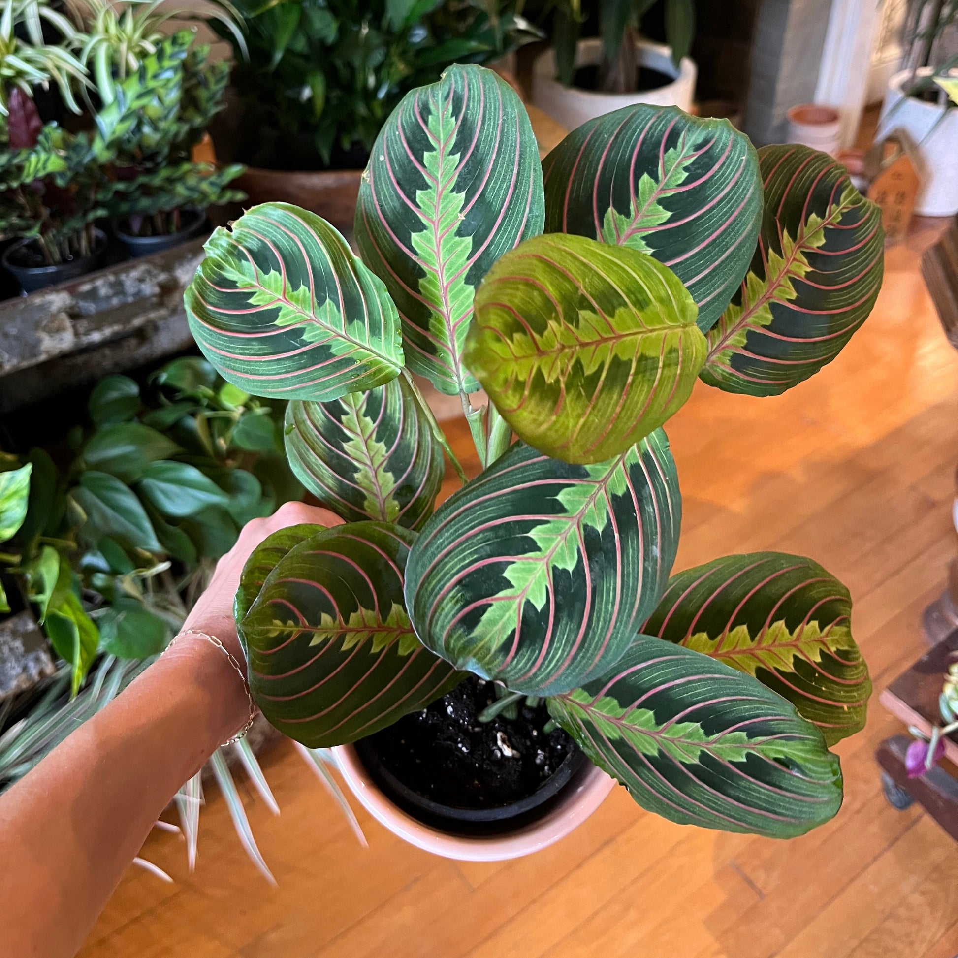 prayer plant maranta leuconeura Maranta leuconeura, in a 4" grower's pot – Botanologica