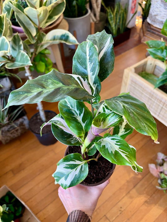 4" Calathea Stella