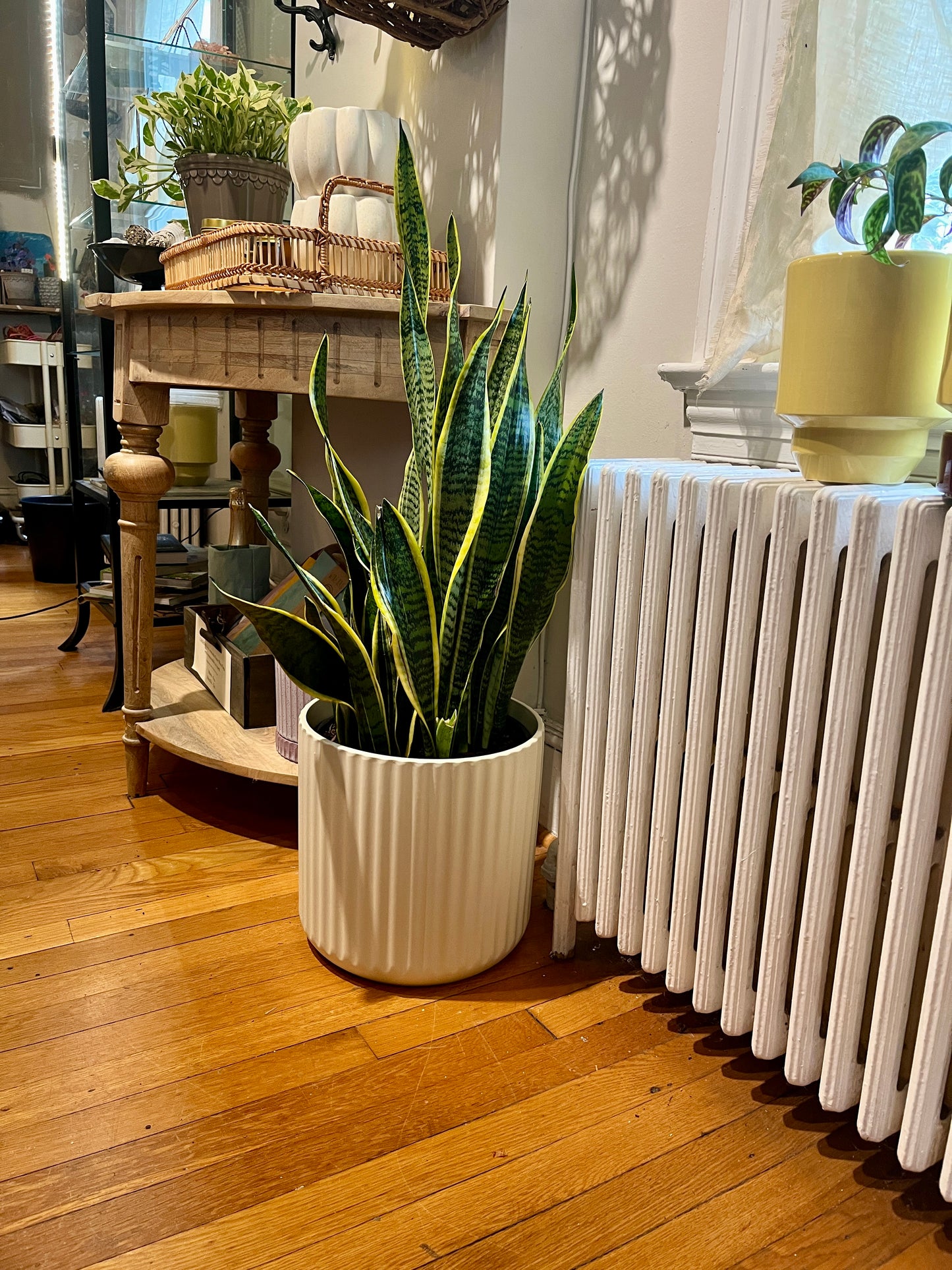 Sansevieria 'Laurentii', in 10" grower's pot