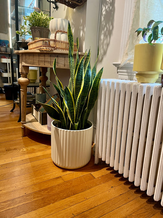 Sansevieria 'Laurentii', in 10" grower's pot