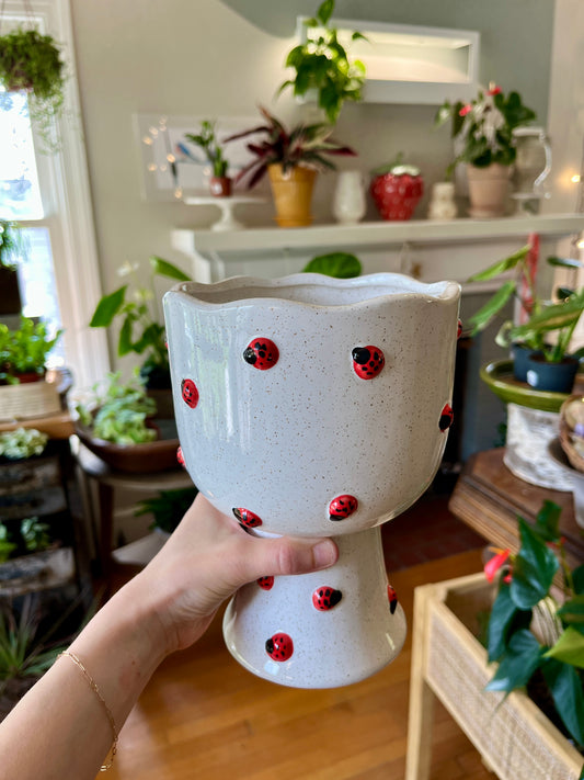 Ladybug Compote