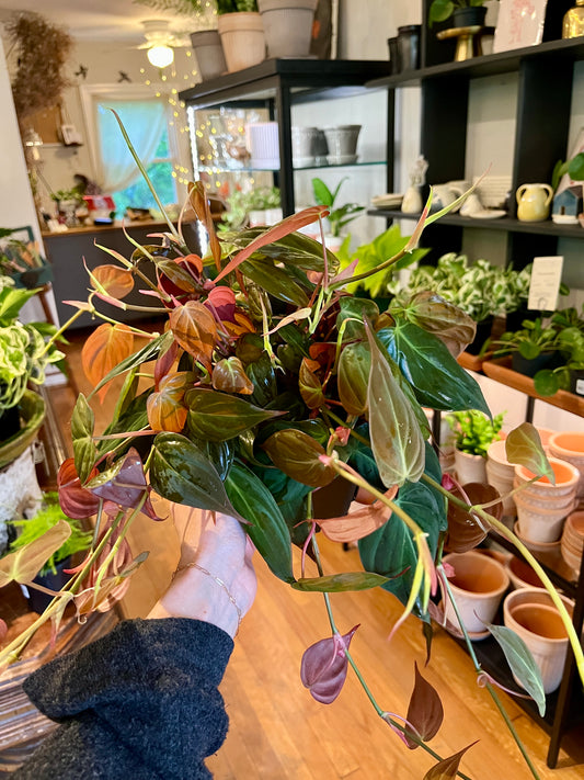 Philodendron 'Micans' in 6" growers pot