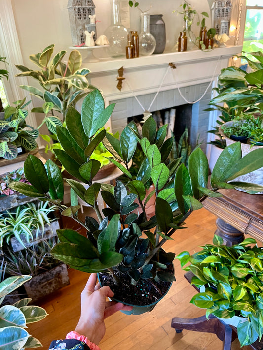 6" Zamioculcas "Black Zamifolia"