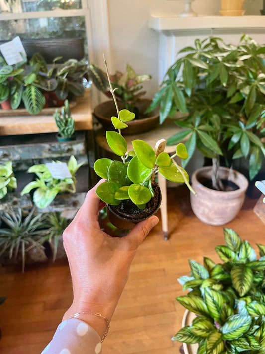2.5" Hoya Assorted