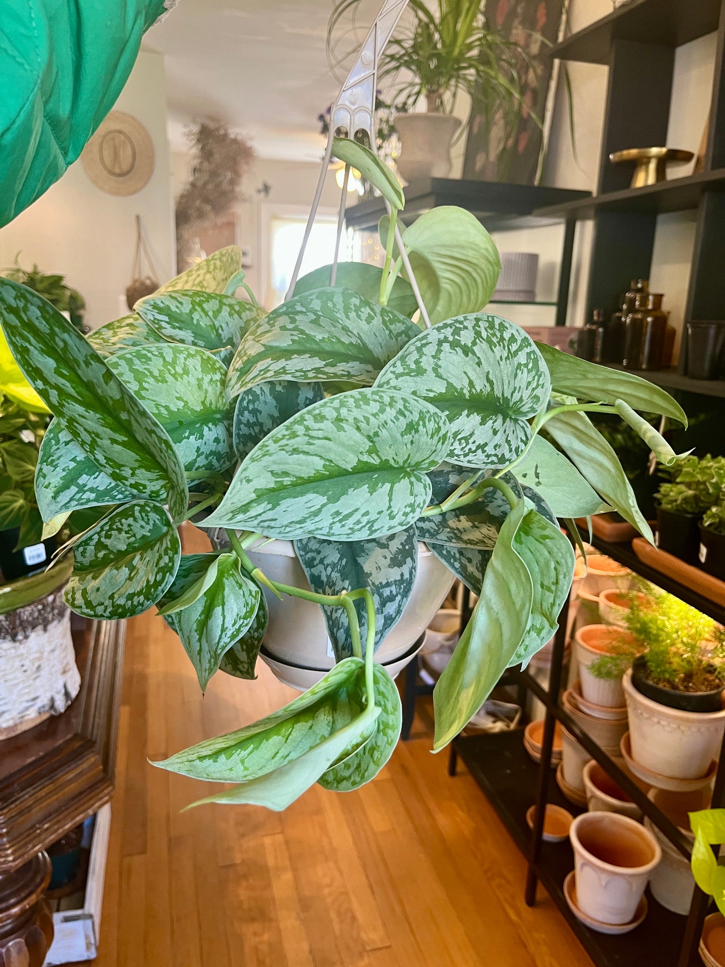 HB 8" Pothos - Scindapsus Silver Satin