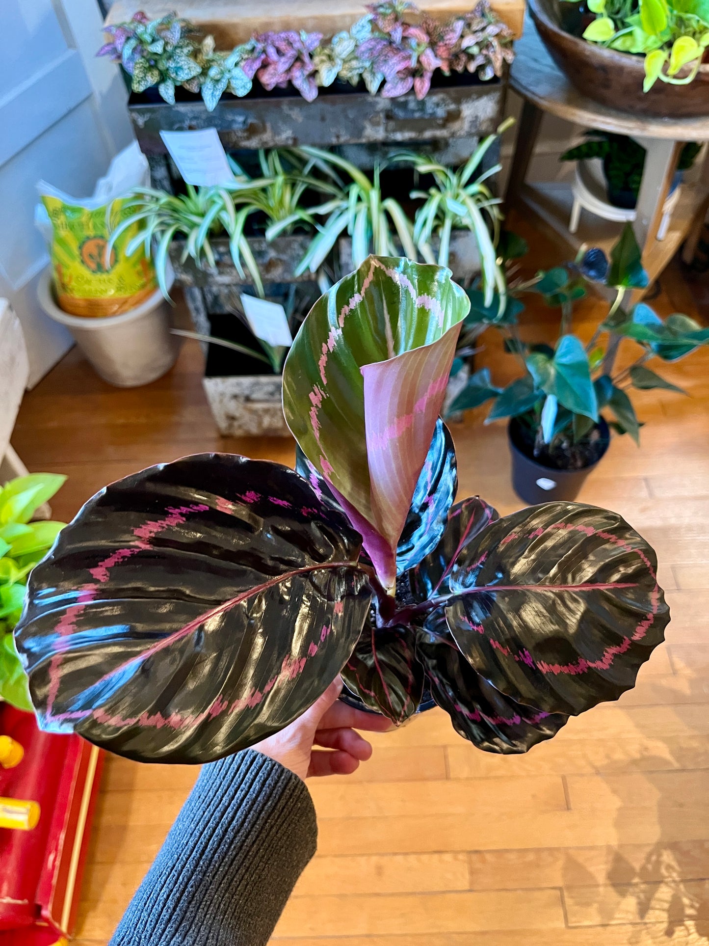 4" Calathea Dottie
