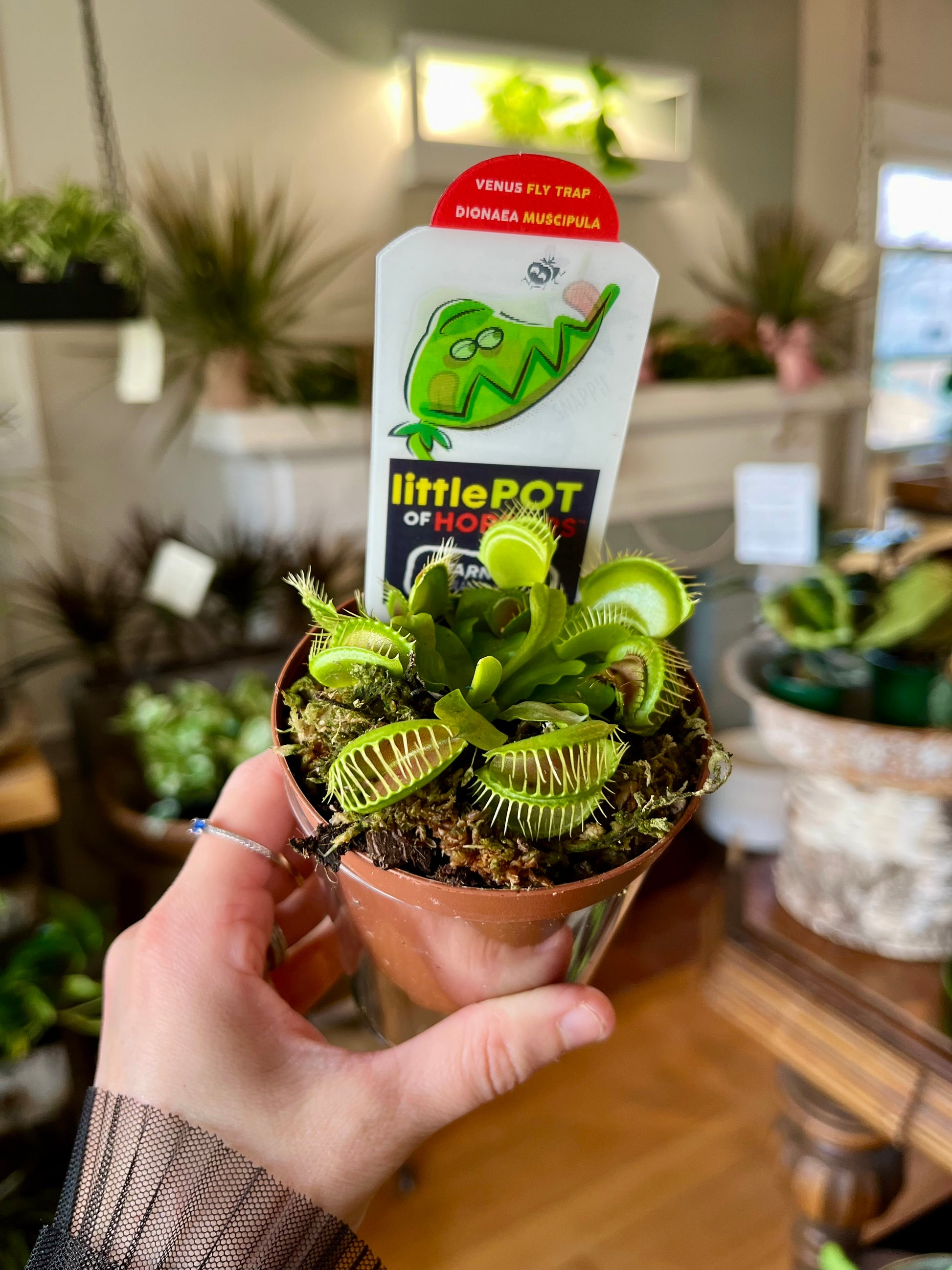 house plant fly trap Dionaea Muscipula 'Venus Fly Trap' – Botanologica