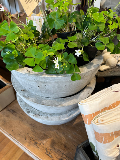 4" Oxalis Green
