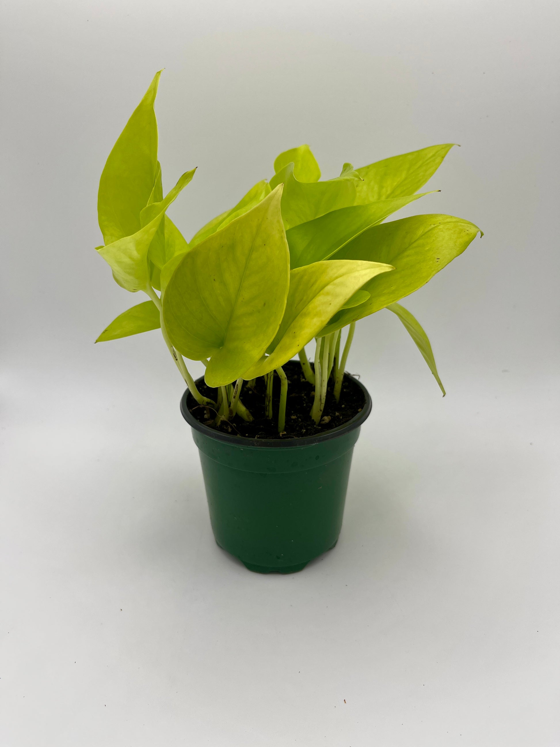4 pothos Pothos 'Neon', in 4" grower's pot – Botanologica
