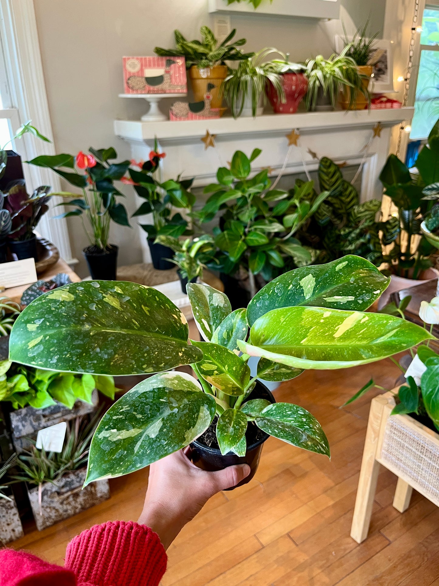 Philodendron - Green Congo "Nuclear"