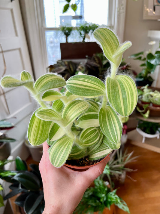 4" Tradescantia Velvet Stripe