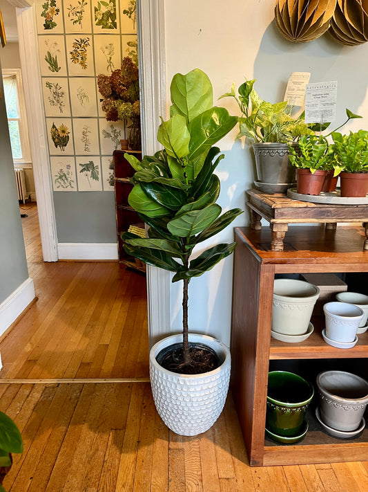 Ficus Lyrata Standard, 10" grower's pot