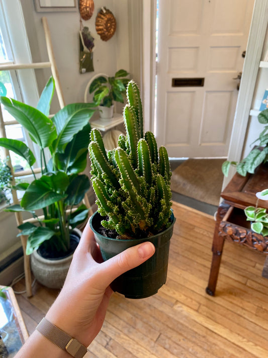 4" ACANTHOCEREUS TETRAGONUS (FAIRY CASTLE CACTUS)