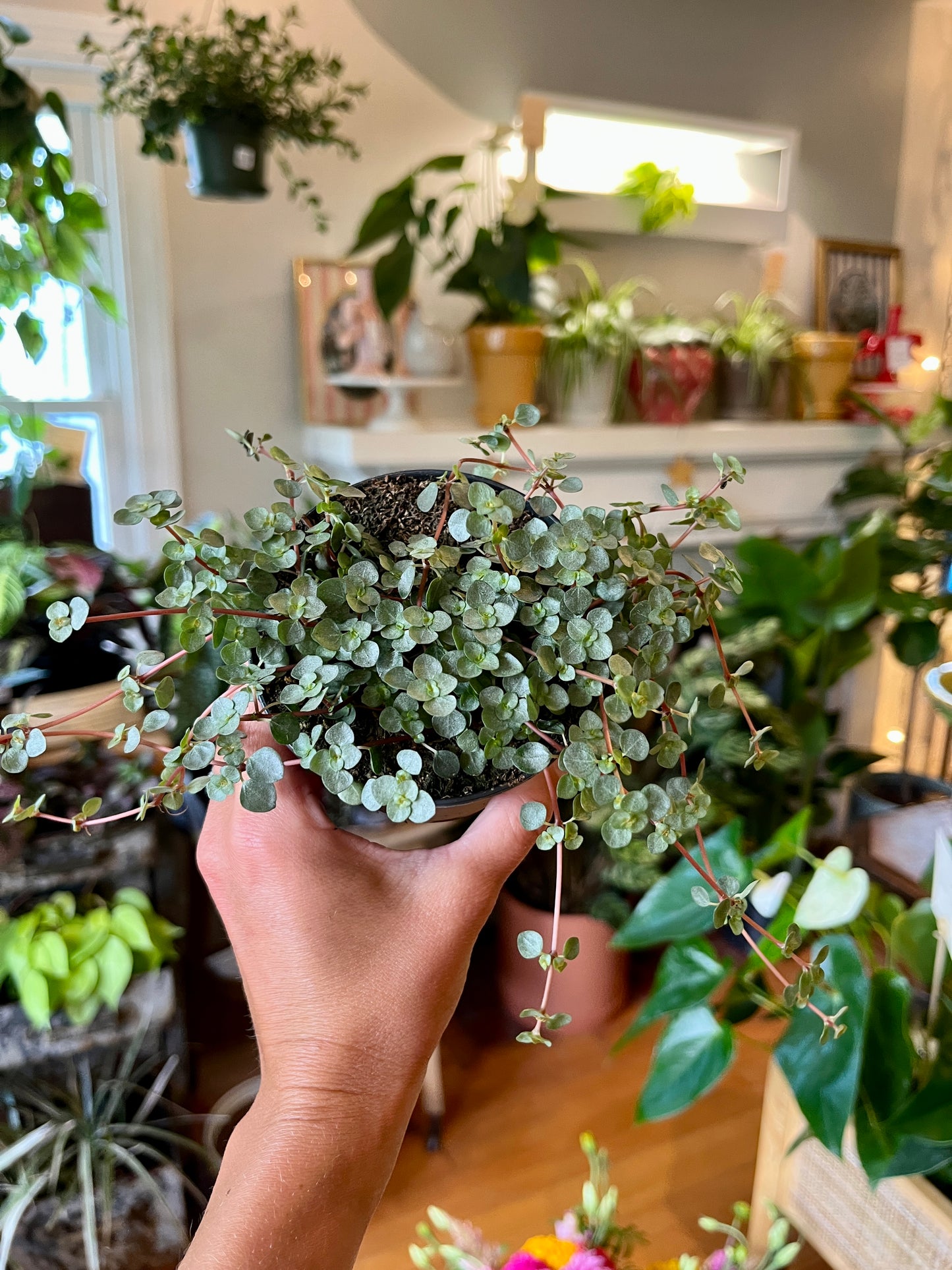 3.5" Pilea Glauca Aquamarine